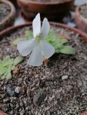 Pinguicula moranensis ALBA fresh seeds, harvested April 2021
