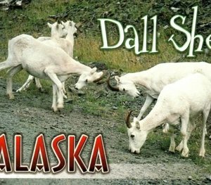 Dall Sheep Five Young Lambs Roadway Hills Alaska Postcard - Picture 1 of 4