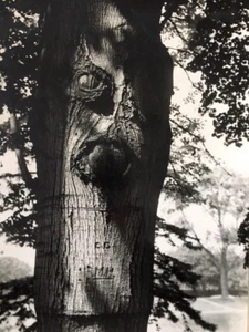 Pierre et Agnès Ligey / 2 photographies N/B "Métamorphose" arbre, expressionisme - Picture 1 of 8