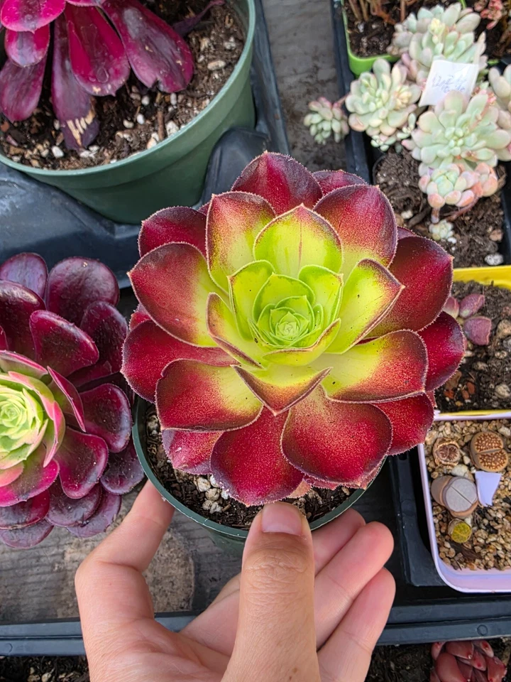Imported shaohua aeonium  succulent - Image 1 of 1