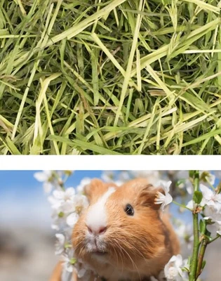 LUXEWARREN Readigrass Natural Dried Grass Rabbit Guinea Pig Hamster 80g resealable bag