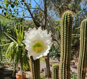 Echinopsis spachiana - Golden Torch Cactus - 20 seeds - Picture 1 of 3