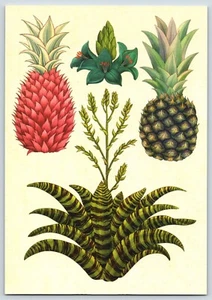 Postcard Kew Botanicum Bromeliads Red Pineapple Common Pineapple 4x6 - Picture 1 of 2