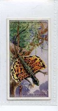 (Ja5613-100) lambert & Butler,Wonders of Nature,Flying Dragon,1924#10