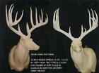 Unfinished Jacobs Whitetail replica Antlers over 200" B&C ANTLER TAXIDERMY 