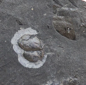 Schwertschwanz, Liomesaspis sp., Karbon, Westfal, Piesberg, Deutschland -i777 - Picture 1 of 7