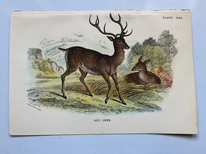 Rothirsch antike viktorianische Chromolithographie 1896 - Bild 1 von 2
