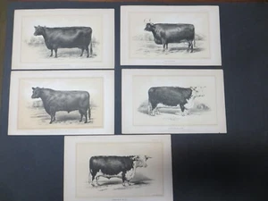 1888 vintage cattle Lithograph by Julius Bien & Co Lithographers Set of 5 - Picture 1 of 6