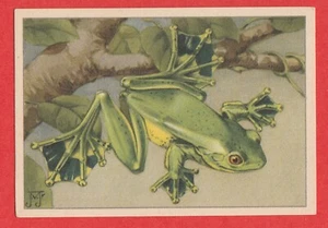 Tarjeta comercial holandesa 1940 de Verkade #131 Flying Frog - Imagen 1 de 2