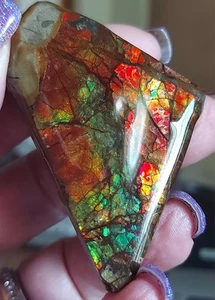 Ammolite Ammonite tabletop Display Piece 47x45x14mm #14185 - Bild 1 von 5