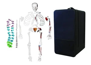 Vision Scientific VAS247-CC0 Esqueleto Desarticulado Total | 5 Colores codificados - Imagen 1 de 9