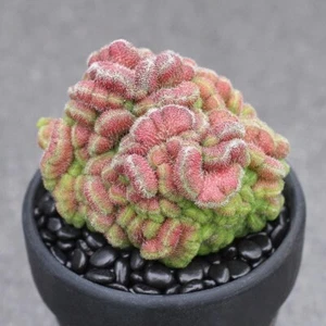 Planta de cactus suculenta de 4-5 cm Mammillaria Compressa Yokan Cristata abigarrada - Imagen 1 de 16