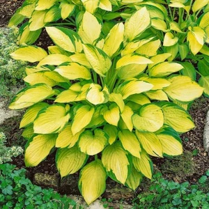 1 GOLD STANDARD HOSTA BareRoot Perennial Plant * Ideal for Mass Fall Plantings - Picture 1 of 3