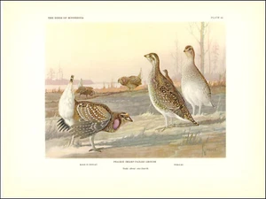 1936 Vintage Print Prairie Sharp Tailed Grouse Minnesota Bird Birds Jaques - Picture 1 of 3