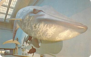 Blauwal Museum für Naturgeschichte Smithsonian ca. 1960er Vintage Postkarte - Bild 1 von 2
