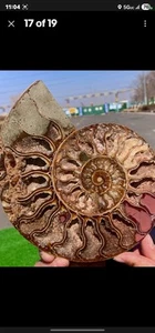 603G Riesig Selten! Natürlicher Tentakel Ammonit Fossil Präparat Muschel Madagas - Bild 1 von 4