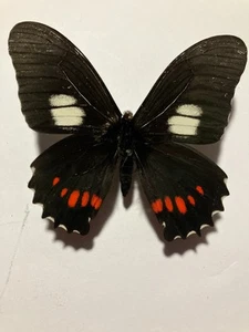 Real Insect/Butterfly/Moth Spread B2535 Rare Urytides harmodius Peru - Picture 1 of 3