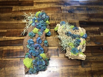 Artificial Succulent Air Plant  Wall Art Home Office Mounted on Real Wood Bark - Image 1 of 4