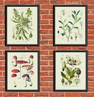Marijuana, Cocaine, Opium, Mushroom Engraving Reprints On Fine Linen Paper *P136