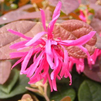 MESARBUSTES.COM Loropetalum chinense 'Ming Dynasty' - Loropétale de Chine rose