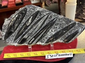 ❤️ Schöne Orthoceras Platte 10” x 6” polierte devonische Fossilien 3,49 Pfund - Bild 1 von 3