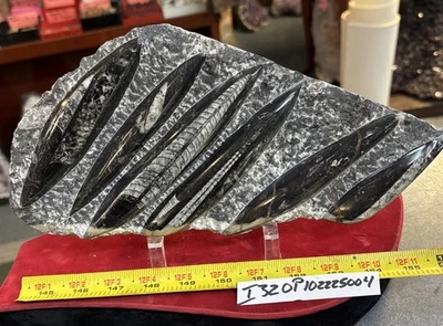 ❤️ Nice Orthoceras Plate 10” X 6” Polished Devonian Fossils 3.49 Pounds - Image 1 of 3