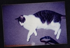 Fotografia Vintage Lindo Gato/Gatinho Dormindo No Chão