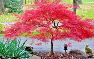Acer Palmatum Inaba-Shidare Japanese Red Full Hardy Maple Tree 3Lt Pot - Image 1 of 4