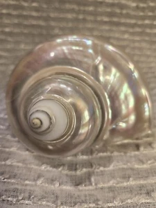 Beautiful Pearl Turbo Iridescent Seashell Marmoratus Seaside Beach Decor 4”  - Picture 1 of 11