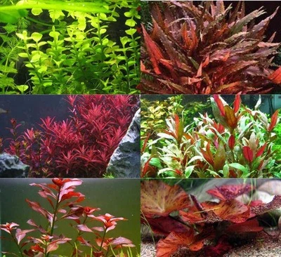 Bright Color Aquarium Plant Bundle – 6 Stunning Live Plants BUY 2 GET 1 FREE - Image 1 of 4