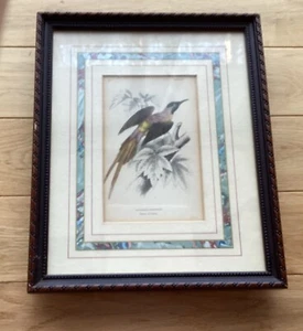 Audubon Vintage Print Birds Of America Nectarine Phoenicura Plate29,matted,frame - Picture 1 of 3