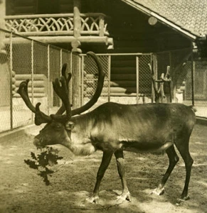 Germany Berlin Zoological Garden Reindeer old Stereoview Photo NPG 1900 - Imagen 1 de 3