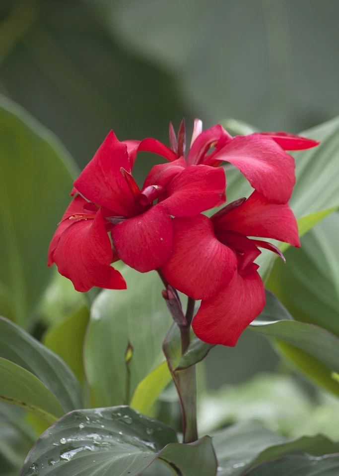 144 CANNA CANNOVA ROSE Live Plants Plugs Garden Planters AV - Image 1 of 1