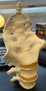 1:1 Human three-section lumbar vertebra with tailbone model - Picture 1 of 5