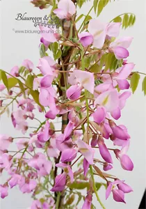 Blauregen-Wisteria-Glyzine venusta 'shova-beni' (Samtwisterie) 80 - 100 cm rosa - Bild 1 von 12
