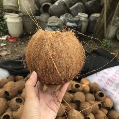 Cuenco de coco superior natural cubiertos de madera cruda cuenco de coco ecológico Foto 1 de 4