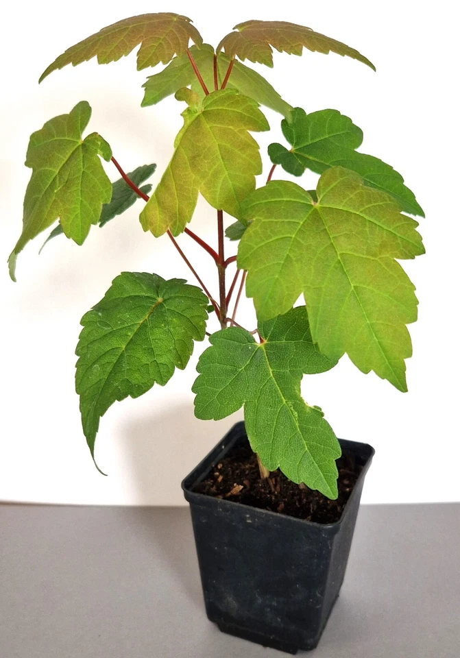 Sycamore Maple Tree, Potted, Native Tree, Sapling, 20-25cm - Image 1 of 1
