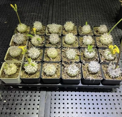 1 PIEZA 4 CM*W Pachypodium brevicaule al por mayor esférico #yuan Foto 1 de 2