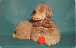 Postkarte Pudel Pal grauer Pudel Hund mit rotem Ball - Bild 1 von 2