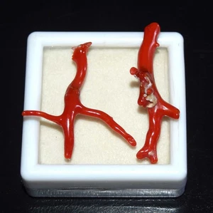 Bastoncini di corallo rosso italiano naturale, rami di pietre preziose corallo grezzo lucido 16,75 ct - Foto 1 di 3