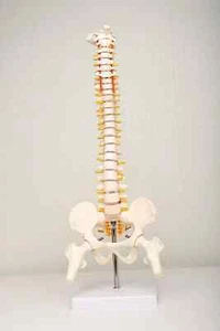 Human Mini Spine Model (Vertebral/Spinal Column Model) With Femur Head - Picture 1 of 4