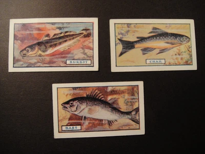 GODFREY PHILLIPS CIGARETTES FRESHWATER COARSE SEA FISH  CHAR BASS BURBOT 3 CARDS - Image 1 of 2
