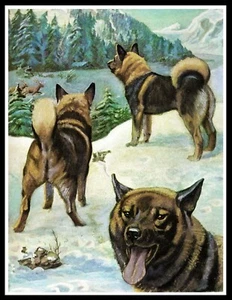 ELKHOUND GROUP OF DOGS LOVELY VINTAGE STYLE DOG ART PRINT POSTER - Foto 1 di 1