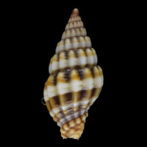 VEXILLUM DISCOLORIUM (Isla Actan, Filipinas) 8,4 mm #47552 - Imagen 1 de 3