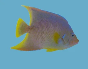 Blue Angelfish Large 5-8" (Holacanthus bermudensis) Marine Fish - Picture 1 of 2