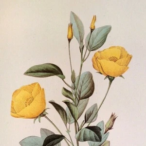 P. J. Redoute Blumen Redutea Heterophylla Botanischer Kunstdruck Exlibris 115 - Bild 1 von 3