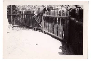 vintage snapshot"out of frame"man arm over fence abstract feeding animal mistake - Picture 1 of 2