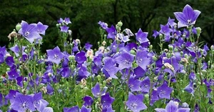 Ballonblumensamen - Platycodon grandiflorus TCM chinesische Glockenblume Staude - Bild 1 von 7