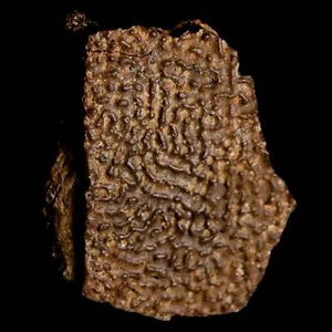 1.4" Fossil Turtle Shell Hell Creek Formation Montana Dinosaur Cretaceous Age - Picture 1 of 6