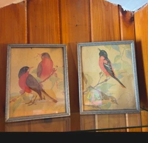 1940 Fern Basel Peat Illustration Framed And Signed Baltimore Oriole Birds - Picture 1 of 1